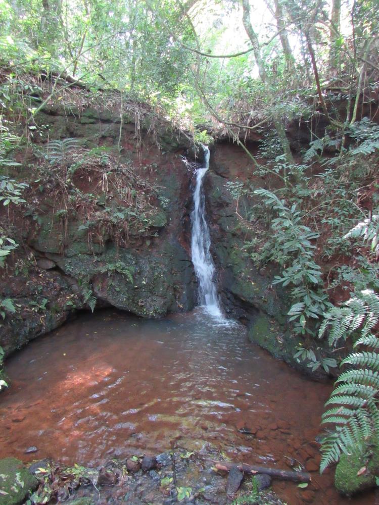 Canela Iguazú
