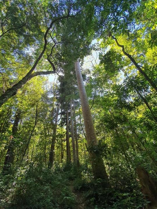 Arboretum La Forestal